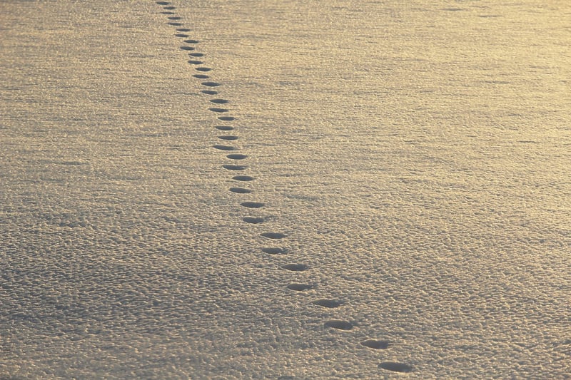 Mindful Strides